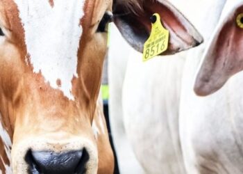 Disminuyeron en el país casos de rabia paralitica bovina