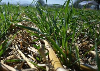 Transmiten Doctores de los Suelos experiencias a agricultores para restaurar este recurso natural
