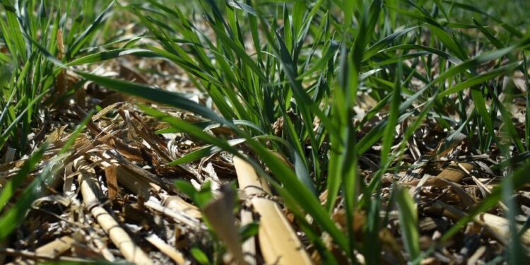 Transmiten Doctores de los Suelos experiencias a agricultores para restaurar este recurso natural