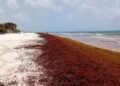 Estudios prevén menos sargazo en playas del Caribe mexicano este año: Inapesca