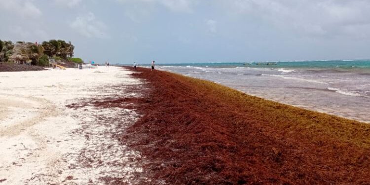 Estudios prevén menos sargazo en playas del Caribe mexicano este año: Inapesca