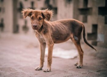 Grave problema de salud por perros en situación de calle; estiman hasta 1.4 millones en Coahuila