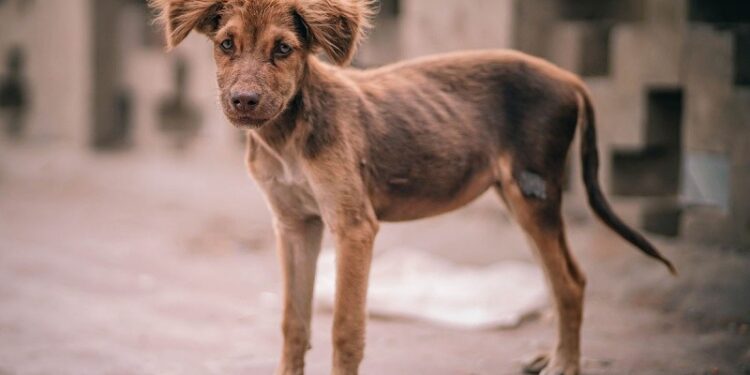 Grave problema de salud por perros en situación de calle; estiman hasta 1.4 millones en Coahuila