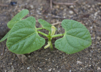 Legumbres, uno de los pilares alimenticios que ofrece el campo mexicano