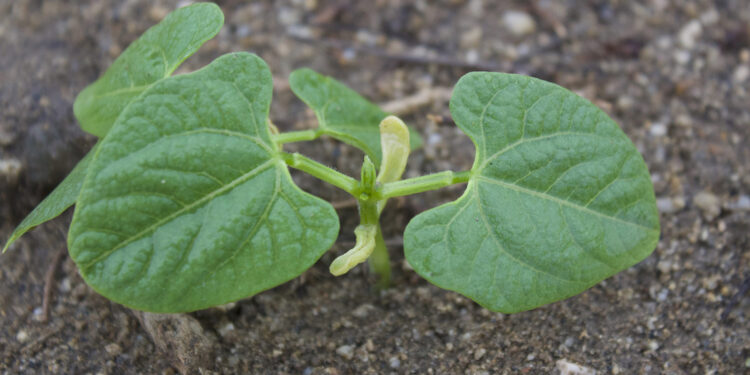 Legumbres, uno de los pilares alimenticios que ofrece el campo mexicano