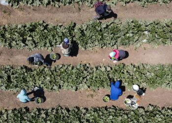 Apuesta Agricultura por cultivo de tubérculos, granos básicos y cactáceas para detonar potencial productivo sustentable del semidesierto en el norte del país
