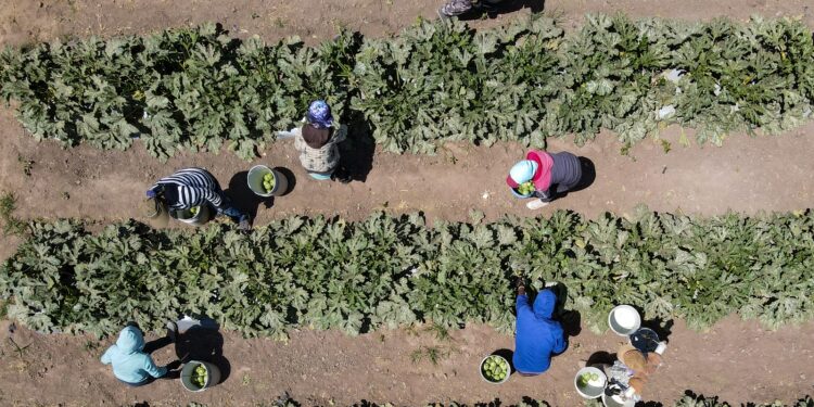 Apuesta Agricultura por cultivo de tubérculos, granos básicos y cactáceas para detonar potencial productivo sustentable del semidesierto en el norte del país