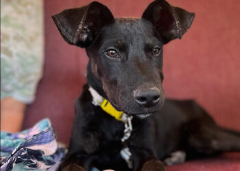 ‘Chabelo’, el perro que fue rescatado y que ahora viaja por todo México