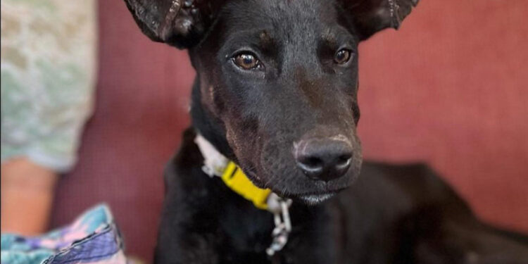 ‘Chabelo’, el perro que fue rescatado y que ahora viaja por todo México