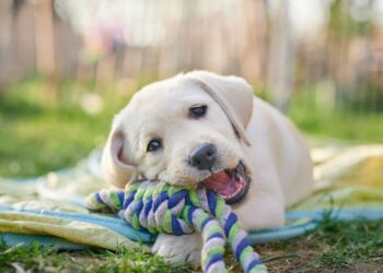 ¿Pedigree, Campeón o Dog Chow?… según Profeco, estas son las peores marcas de croquetas y las más dañinas para tu perro