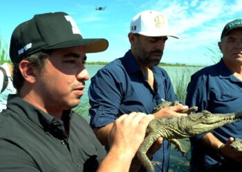 SINALOA PUNTA DE LANZA EN LIBERACIÓN DE ESPECIES A SUS HÁBITATS