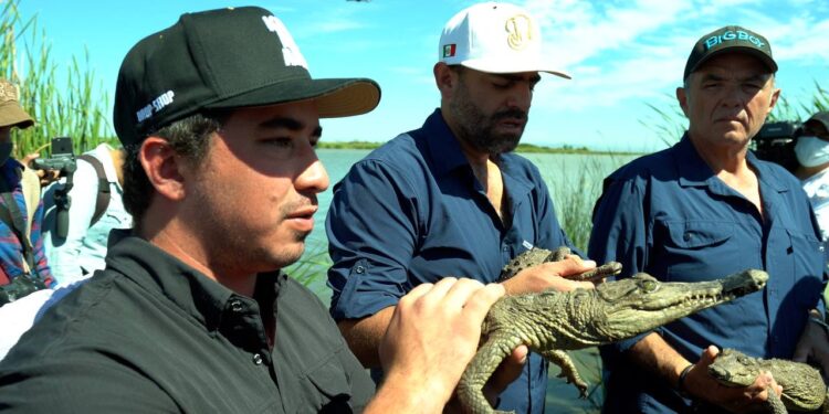 SINALOA PUNTA DE LANZA EN LIBERACIÓN DE ESPECIES A SUS HÁBITATS