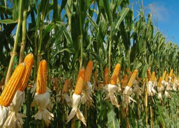 Deroga AMLO restricciones sobre el maíz transgénico