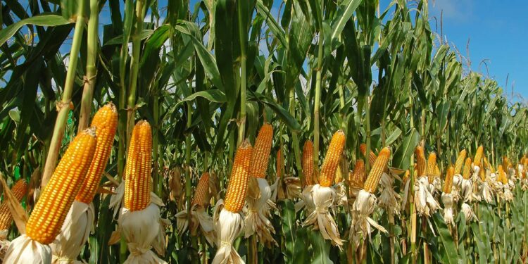 Deroga AMLO restricciones sobre el maíz transgénico
