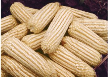 ESTADOS UNIDOS EXHIBIRÁ A LOS TALIBANES AGRÍCOLAS DE LA 4T