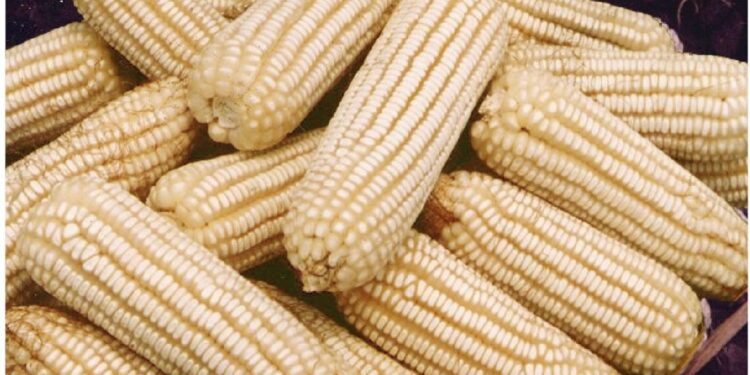 ESTADOS UNIDOS EXHIBIRÁ A LOS TALIBANES AGRÍCOLAS DE LA 4T