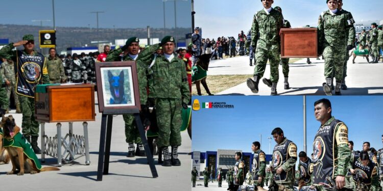 ¡También es un héroe en Turquía! Estambul tendrá monumento en honor a Proteo