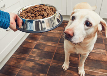 Según el perro es la croqueta: Especialista
