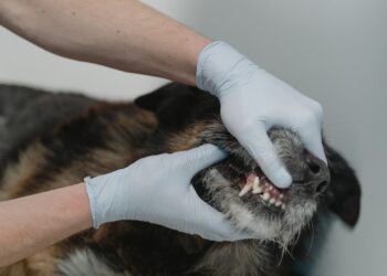 Deben de atenderse los problemas dentales de las mascotas