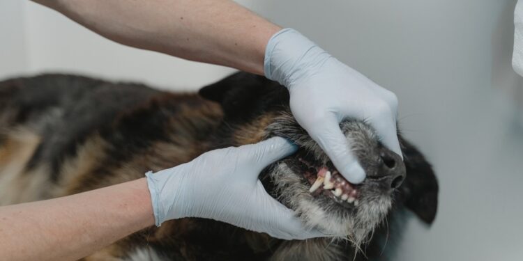 Deben de atenderse los problemas dentales de las mascotas