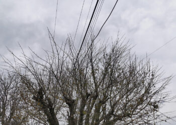 Es tiempo de poda y trasplante de árboles que dañen banquetas y casas