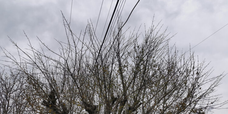 Es tiempo de poda y trasplante de árboles que dañen banquetas y casas