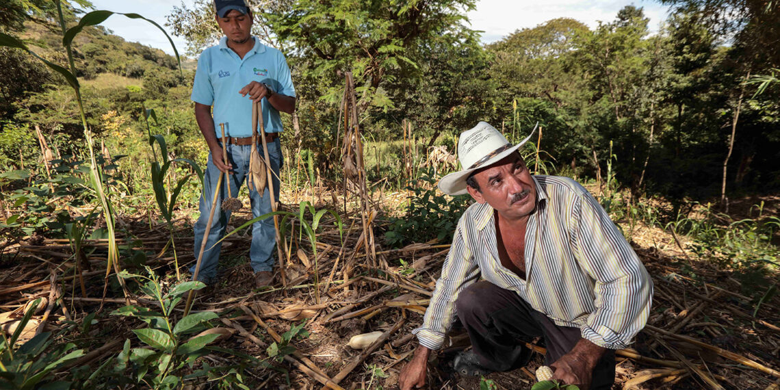 El agricultor Alfredo Monje Bonilla, de 46 años, habla sobre los conocimientos de agricultura de conservación que se encuentra implementando en sus terrenos en Cerro Grande, La Virtud, Lempira Honduras.  “Con el programa de conservación de suelos he aprendido que no debo de quemar. Hay que cubrir el suelo en vez de desnudarlo para conservar el agua en estos lugares tan secos”, dice.

Smallholder farmer, Alfredo Monje Bonilla, 46, speaks about the knowledges of Conservation Agriculture he has learnt and is implementing on his fields in Cerro Grande, La Virtud, Lempira, Honduras. “With the program of soil conservation I have learnt not to burn. We have to cover the soil instead of getting the soil naked to conserve water in places as dry as here”, he says.