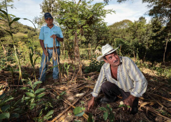 Amplía Agricultura campaña Mi Parcela No Se Quema a 28 estados del país