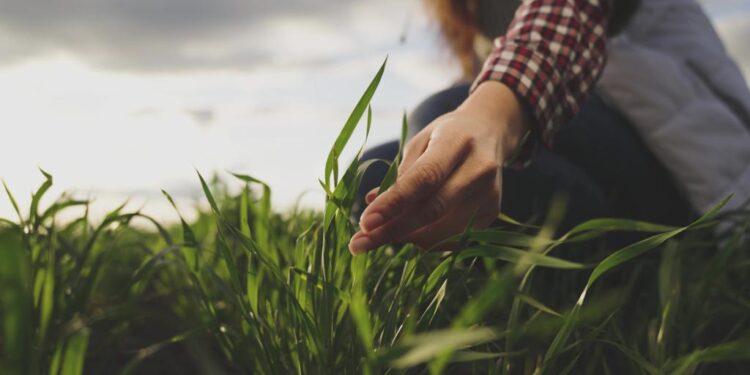 PREVISIBLE EL ESCALAMIENTO DE DIFERENCIAS ENTRE MÉXICO Y EEUU POR BIOTECNOLOGÍA Y MAÍZ TRANSGÉNICO