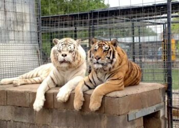 La triste realidad detrás de la historia de Kenny, el tigre «con síndrome de Down»