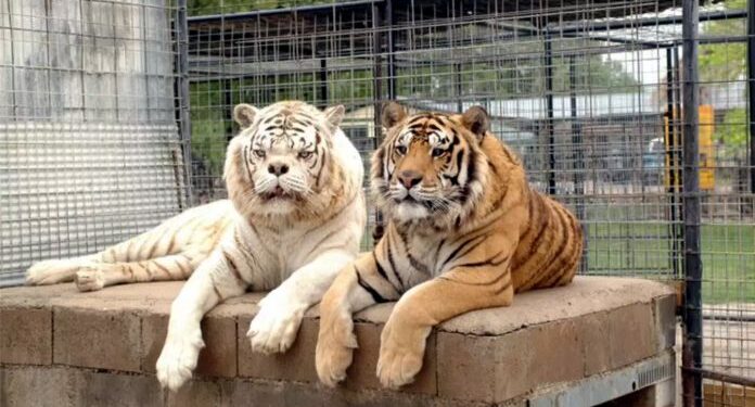 La triste realidad detrás de la historia de Kenny, el tigre «con síndrome de Down»