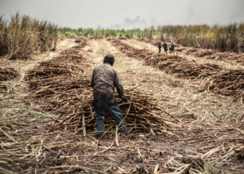DEFIENDE SINDICATO AZUCARERO FUENTES DE EMPLEO
