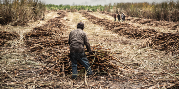 DEFIENDE SINDICATO AZUCARERO FUENTES DE EMPLEO