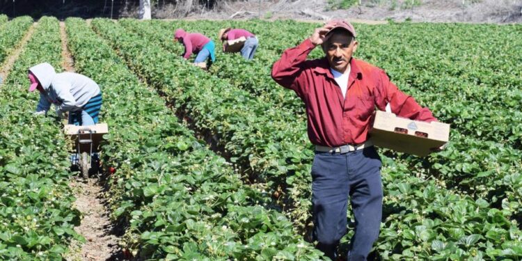 MIEDO INJUSTIFICADO AL GLIFOSATO DAÑARÁ PRODUCCIÓN Y ECONOMÍA: EXPERTO DE LA UNIVERSIDAD POLITÉCNICA DE VALENCIA, ESPAÑA