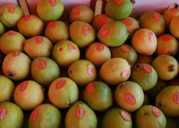 Aplica Agricultura esquema para potenciar producción y rentabilidad del cultivo de guayaba en Nayarit