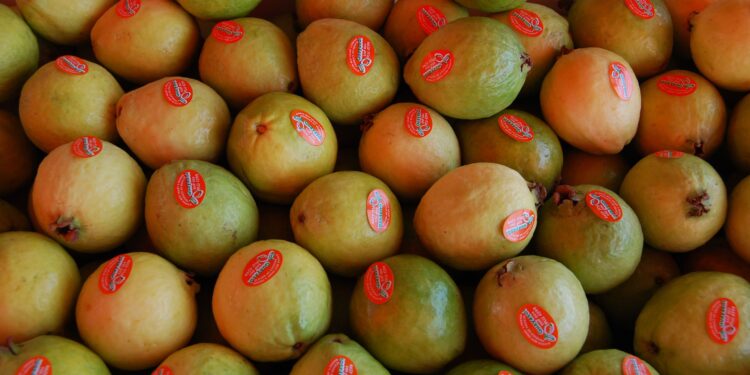 Aplica Agricultura esquema para potenciar producción y rentabilidad del cultivo de guayaba en Nayarit