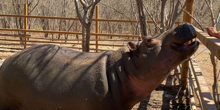 LA AZCARM Y EL SANTUARIO OSTOK REUBICARÁN HIPOPÓTAMOS DE PABLO ESCOBAR PARA EVITAR QUE SEAN SACRIFICADOS
