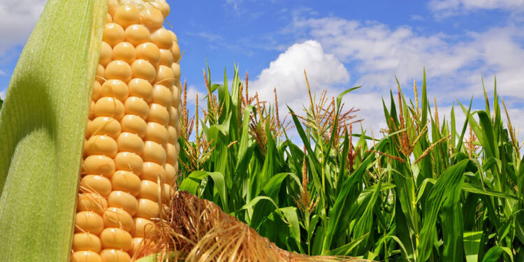 CONFLICTO DE MÉXICO – EEUU, POR COMERCIO DE MAÍZ TRANSGÉNICO