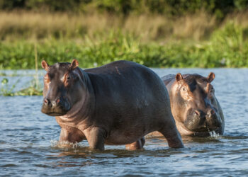 GOBIERNO DE ANTIOQUIA, OSTOK SANCTUARY Y AZCARM FIRMAN ACUERDO PARA COMENZAR PROCESO DE TRASLADO DE HIPOPÓTAMOS DE PABLO ESCOBAR A LA INDIA Y A MÉXICO