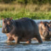 Two common hippopotamus in the water. The common hippopotamus (Hippopotamus amphibius), or hippo. Africa