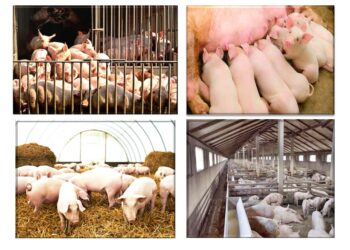 Refrenda Agricultura trabajo coordinado con la industria para garantizar sanidad y abasto de carne de cerdo