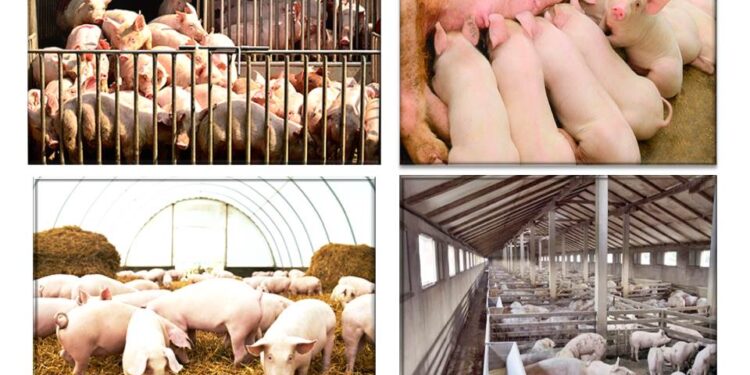 Refrenda Agricultura trabajo coordinado con la industria para garantizar sanidad y abasto de carne de cerdo