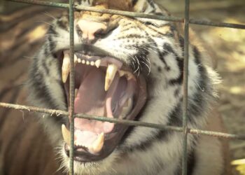 AZCARM Y OSTOK SANCTUARY TRASLADAN CIENTOS DE TIGRES A LA INDIA