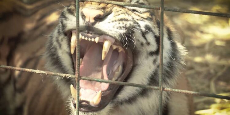 AZCARM Y OSTOK SANCTUARY TRASLADAN CIENTOS DE TIGRES A LA INDIA
