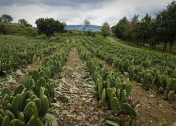 SE DESMORONA LA CNC EN LA CAPITAL, DIRIGENTES CAMPESINOS DESCONOCEN AL COMITÉ CENTRAL EJECUTIVO
