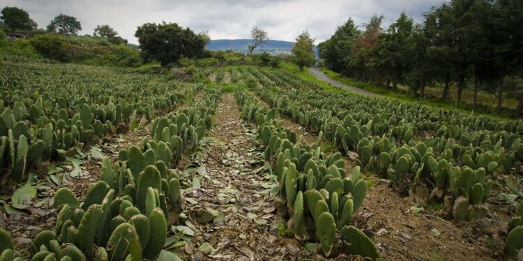 SE DESMORONA LA CNC EN LA CAPITAL, DIRIGENTES CAMPESINOS DESCONOCEN AL COMITÉ CENTRAL EJECUTIVO