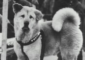 La historia real de Hachikō, el legendario perro símbolo de la lealtad
