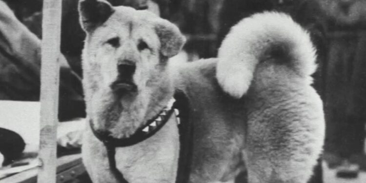 La historia real de Hachikō, el legendario perro símbolo de la lealtad