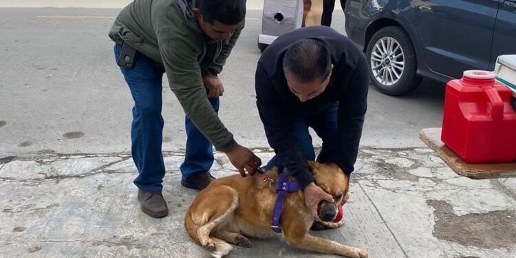 ACTIVA SALUD COAHUILA CRUZADA CONTRA LA RICKETTSIA