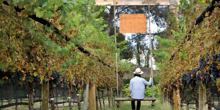 COAHUILA, EN EL TOP DE LAS 6 MEJORES REGIONES VINÍCOLAS DEL MUNDO PARA VISITAR EN 2023